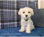 Puppy Rigatoni Maltese
