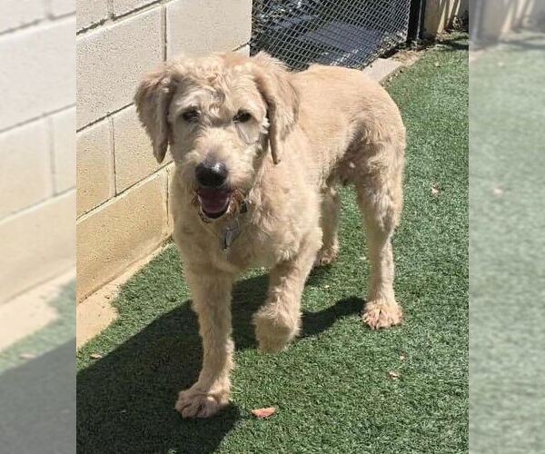 Medium Photo #7 Labradoodle Puppy For Sale in McKinney, TX, USA