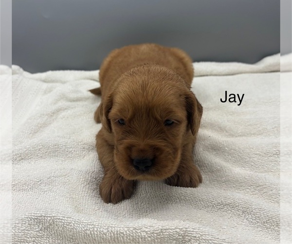 Medium Photo #6 Golden Retriever Puppy For Sale in FREDERICKSBG, OH, USA