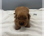 Small #5 Golden Retriever