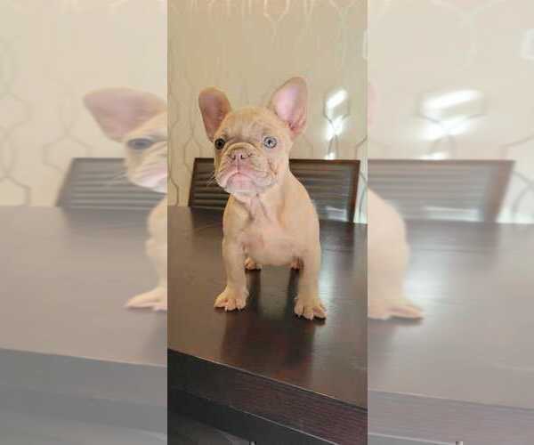 Medium Photo #34 French Bulldog Puppy For Sale in ENCINO, CA, USA