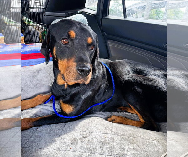 Medium Photo #5 Rottweiler Puppy For Sale in Houston, TX, USA