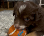 Small #2 Australian Shepherd