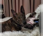 Small #7 Dutch Shepherd  Mix