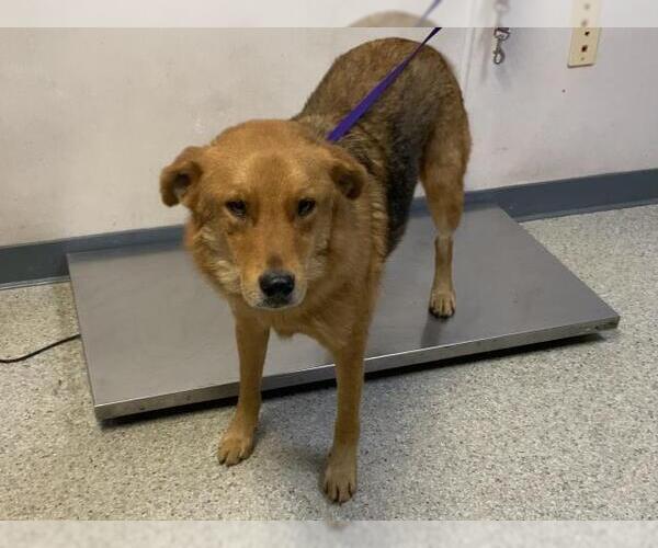 Medium Photo #1 German Shepherd Dog-Unknown Mix Puppy For Sale in Visalia, CA, USA