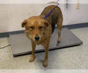German Shepherd Dog-Unknown Mix Dogs for adoption in Visalia, CA, USA