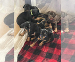 Small Photo #4 Doberman Pinscher Puppy For Sale in SPRINGFIELD, IL, USA