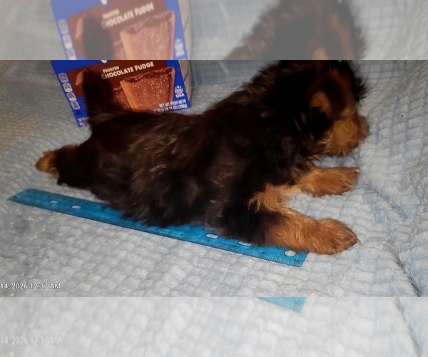 Medium Photo #132 Yorkshire Terrier Puppy For Sale in AKRON, OH, USA