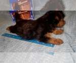 Small Photo #318 Yorkshire Terrier Puppy For Sale in AKRON, OH, USA