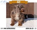 Puppy Ezi Miniature Bernedoodle