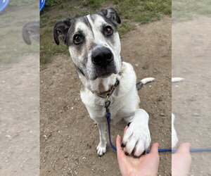 AC - Major aka Ruger - Male Mutt Dog for Adoption - Photo #11