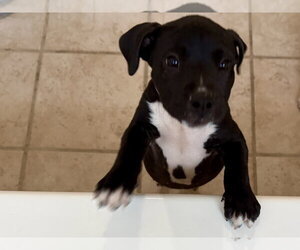 Snickers  Candy Litter (Trixie mom) - Female American Staffordshire Terrier-Unknown Mix Dog for Adoption - Photo #6