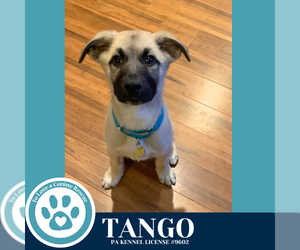 Mutt Dogs for adoption in Kimberton, PA, USA