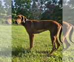 Small #9 Doberman Pinscher-Great Dane Mix