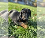 Small #2 Doberman Pinscher