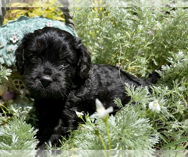 Medium Photo #2 Cavapoo Puppy For Sale in LEICESTER, NC, USA