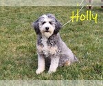 Small Photo #1 Miniature Bernedoodle Puppy For Sale in DENVER, PA, USA