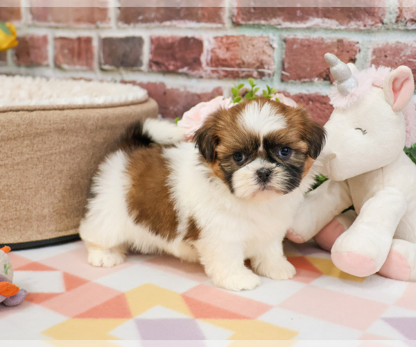 Medium Photo #12 Shih Tzu Puppy For Sale in SYRACUSE, IN, USA
