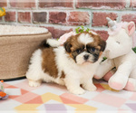 Small #11 Shih Tzu