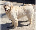 Small Photo #1 Golden Retriever Puppy For Sale in CASEVILLE, MI, USA