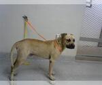 Small Staffordshire Bull Terrier Mix