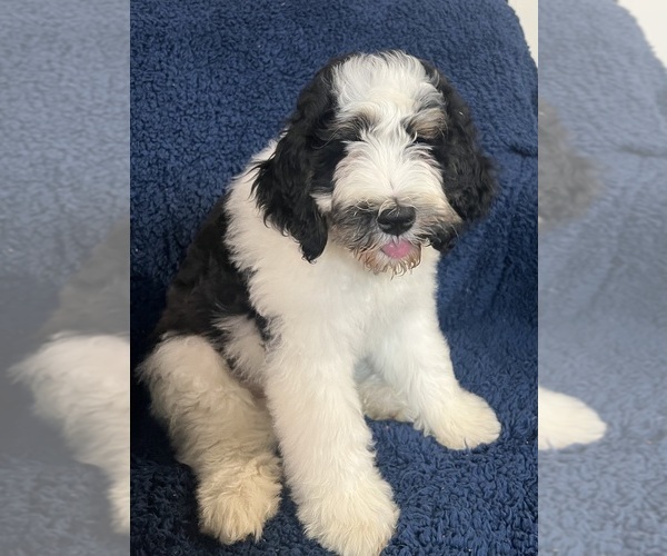 Medium Photo #35 Bernedoodle Puppy For Sale in CLEVELAND, TN, USA
