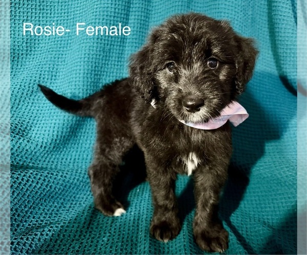 Medium Photo #5 Labradoodle-Miniature Australian Shepherd Mix Puppy For Sale in MANSFIELD, TX, USA