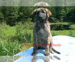 Small #5 German Shepherd Dog