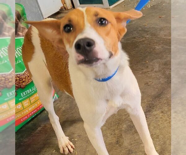 Medium Photo #1 Mutt Puppy For Sale in Carrollton, TX, USA