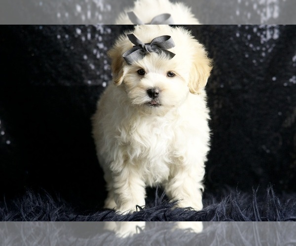 Medium Photo #21 Maltipoo (Miniature) Puppy For Sale in WARSAW, IN, USA