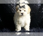 Small Photo #21 Maltipoo (Miniature) Puppy For Sale in WARSAW, IN, USA