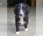 Small Photo #3 Aussiedoodle Puppy For Sale in DOWELLTOWN, TN, USA