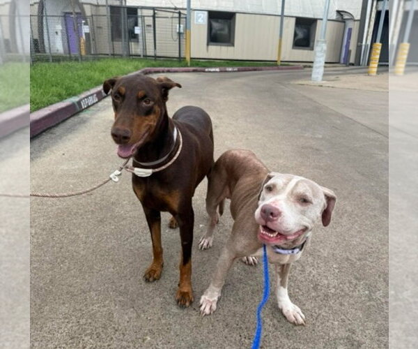 Medium Photo #3 Doberman Pinscher-Unknown Mix Puppy For Sale in Lakewood, CO, USA