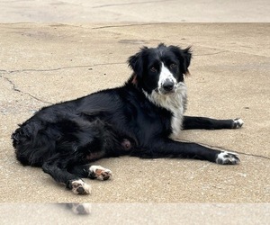 Mother of the Miniature Australian Shepherd puppies born on 12/24/2022