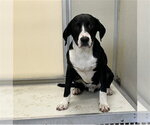Small German Shorthaired Pointer Mix