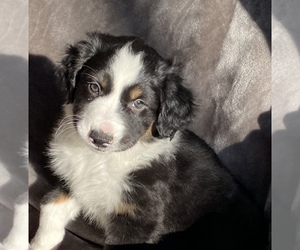Border-Aussie Puppy for sale in LEHI, UT, USA