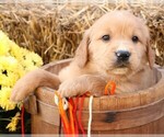 Puppy Peppermint Golden Irish