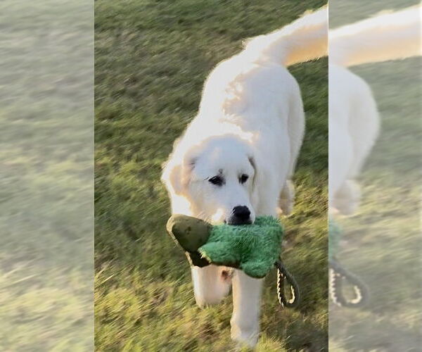 Medium Photo #5 Great Pyrenees Puppy For Sale in Dallas, TX, USA