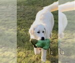 Small #4 Great Pyrenees