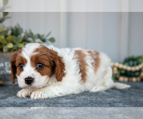 Medium Photo #3 Cavapoo Puppy For Sale in WOLCOTTVILLE, IN, USA