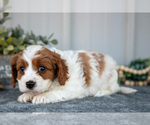 Small #2 Cavapoo