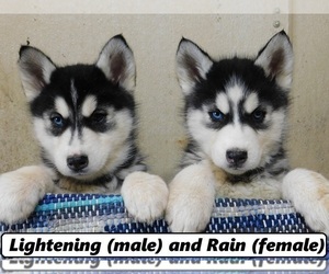 Puppyfinder Com Siberian Husky Puppies Puppies For Sale Near Me In Tennessee Usa Page 1 Displays 10
