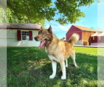 Small #1 Siberian Husky Mix