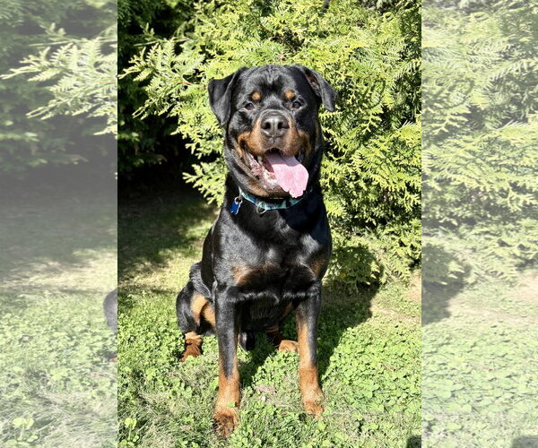 Medium Photo #2 Rottweiler Puppy For Sale in Spring Lake, NJ, USA