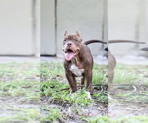American Bully Puppy for sale in BRADENTON, FL, USA