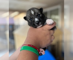 Siberian Husky Puppy for sale in PHOENIX, AZ, USA