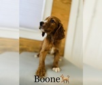 Small Photo #14 English Setter-Irish Setter Mix Puppy For Sale in COOKEVILLE, TN, USA