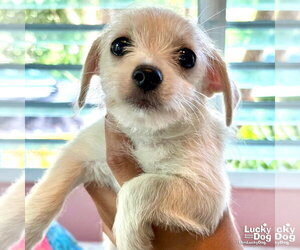 Maltese-Unknown Mix Dogs for adoption in Washington, DC, USA