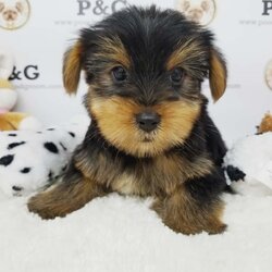 Yorkshire Terrier Puppy for sale in TEMPLE CITY, CA, USA
