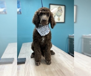 Poodle (Standard) Puppy for sale in TYLER, TX, USA